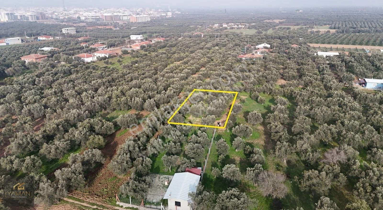 Efendi Mahallesinde İmara 275 Metre Uzaklıkta Satılık Zeytinlik