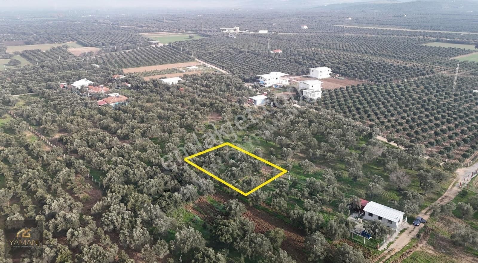Efendi Mahallesinde İmara 275 Metre Uzaklıkta Satılık Zeytinlik - Görsel 2
