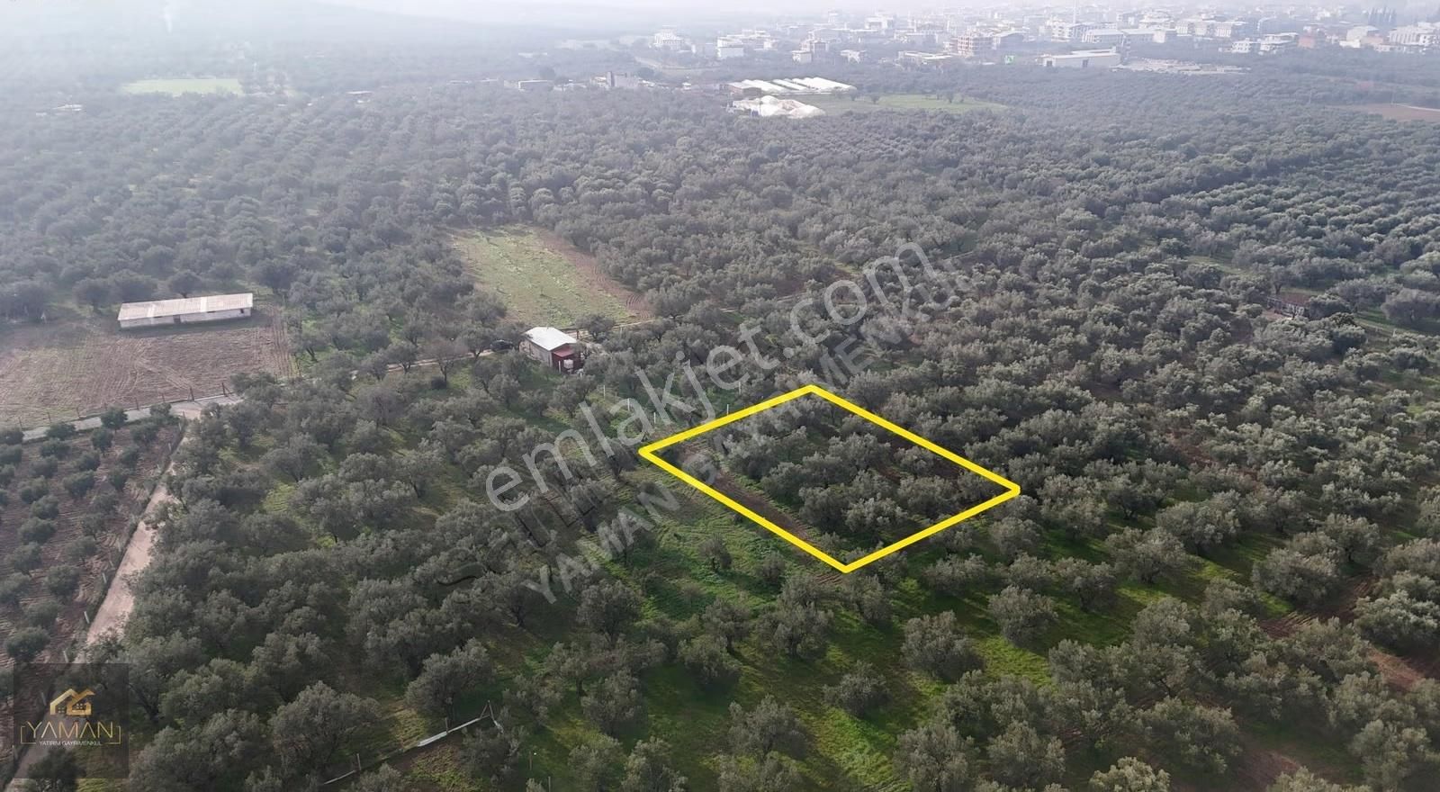 Efendi Mahallesinde İmara 275 Metre Uzaklıkta Satılık Zeytinlik - Görsel 3