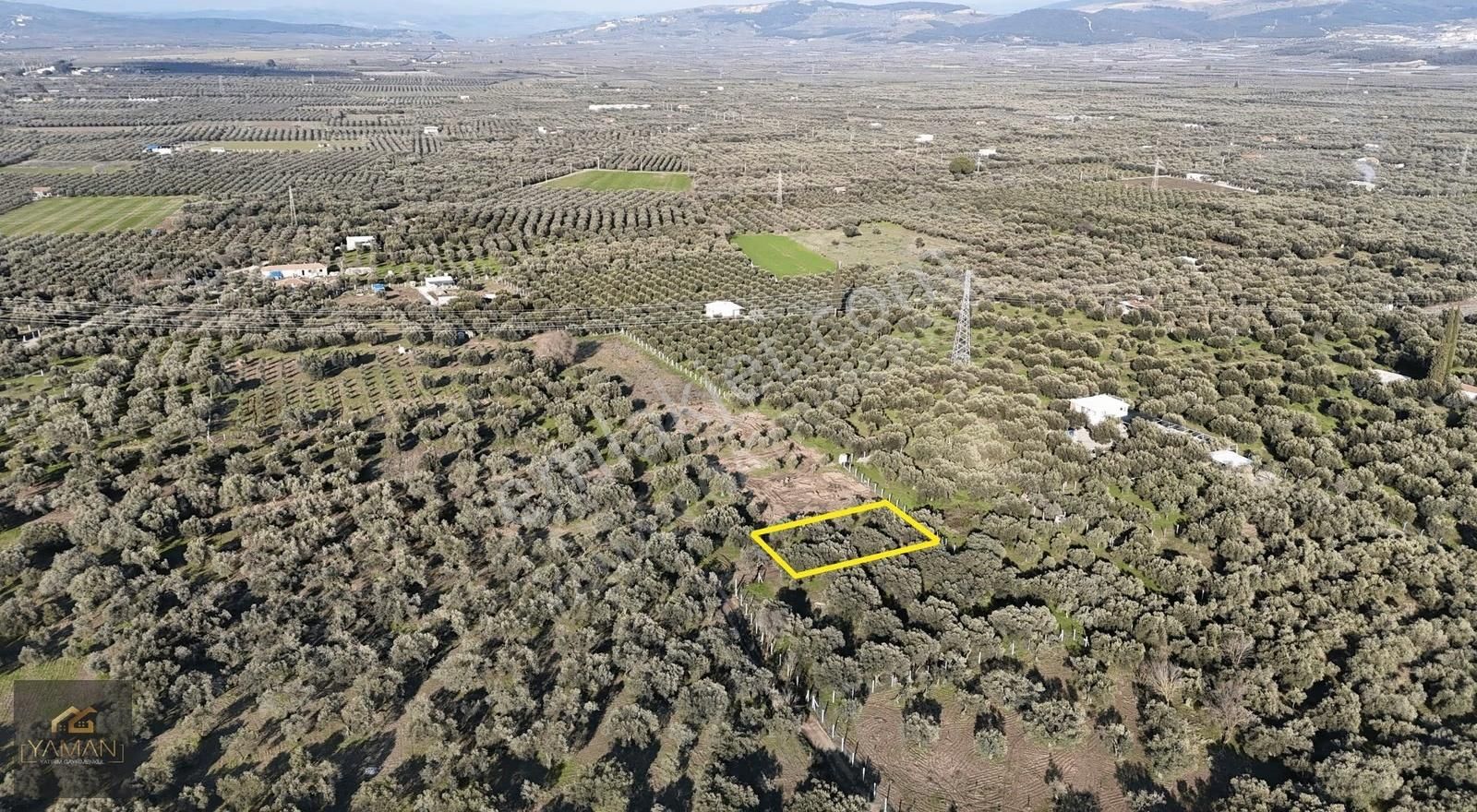 Efendi Mahallesinde İmara Yakın, Tek Tapulu Satılık Zeytinlik - Görsel 4
