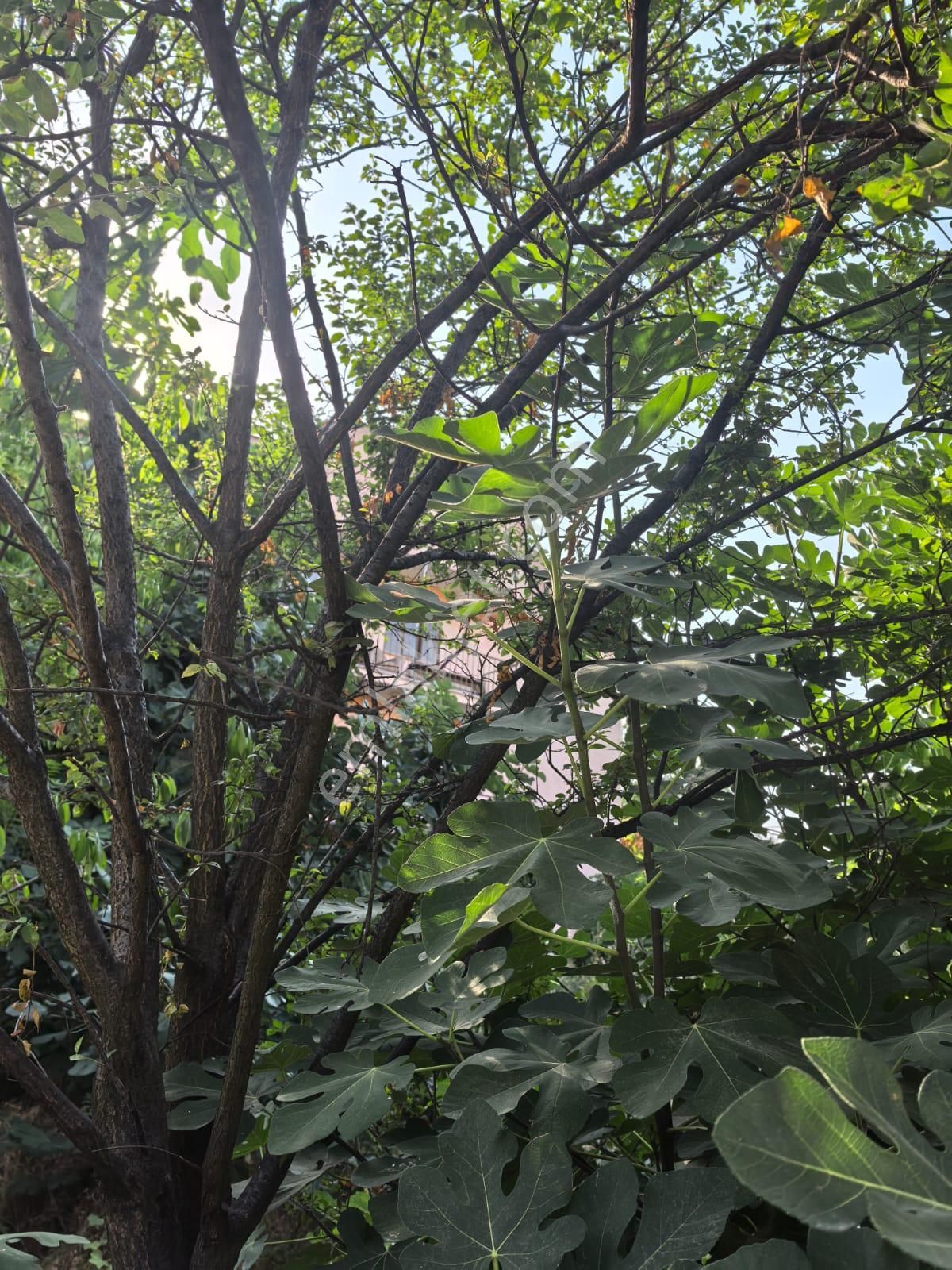 Bursa İnegöl Yeniceköyde 125 M2 2+1 Müstakil 3 Katlı Satılık Bina - Görsel 11