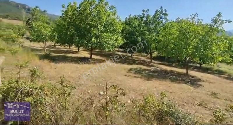 Hükümdar Bulut 'tan Yatırım Fırsatı 1.100m2 Ceviz Bahçesi - Görsel 3