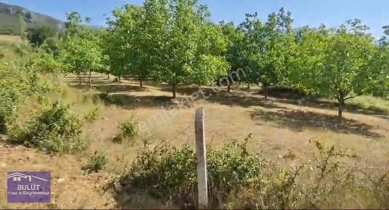 Hükümdar Bulut 'tan Yatırım Fırsatı 1.100m2 Ceviz Bahçesi - Görsel 9