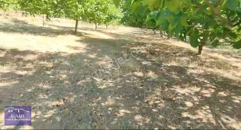 Hükümdar Bulut 'tan Yatırım Fırsatı 1.100m2 Ceviz Bahçesi - Görsel 19