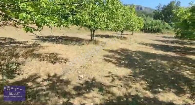 Hükümdar Bulut 'tan Yatırım Fırsatı 1.100m2 Ceviz Bahçesi - Görsel 7