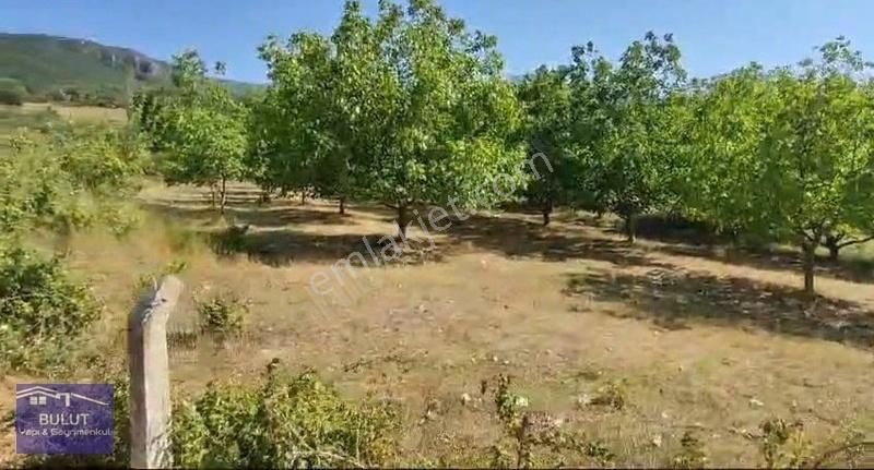 Hükümdar Bulut 'tan Yatırım Fırsatı 1.100m2 Ceviz Bahçesi - Görsel 13