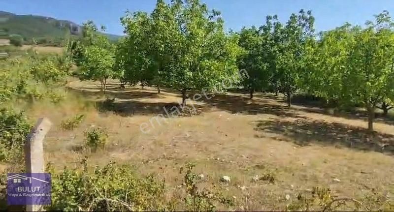 Hükümdar Bulut 'tan Yatırım Fırsatı 1.100m2 Ceviz Bahçesi