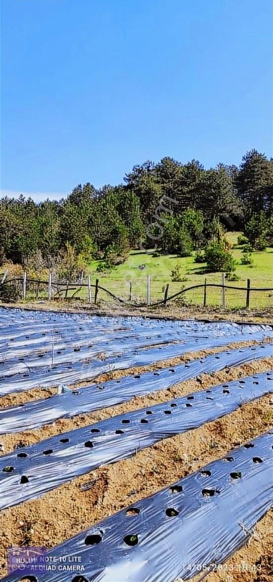 Pamukova Çilekli Köyü 3.252m2doğa Manzaralı Hobi Bahçesine Uygun - Görsel 5
