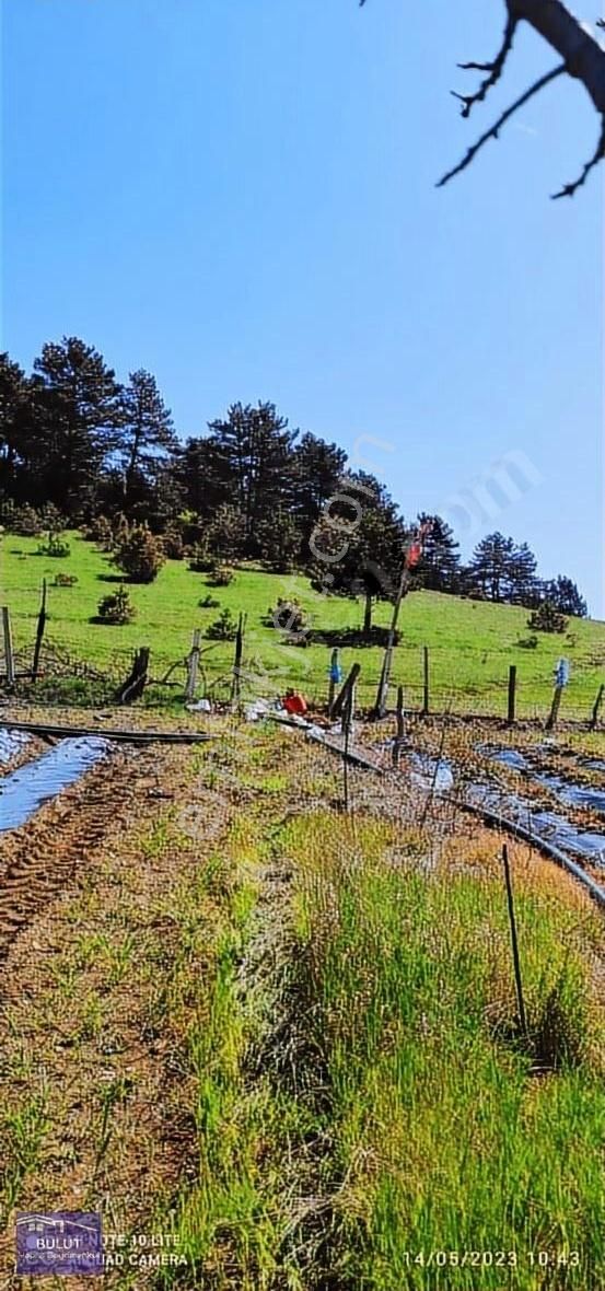 Pamukova Çilekli Köyü 3.252m2doğa Manzaralı Hobi Bahçesine Uygun - Görsel 15