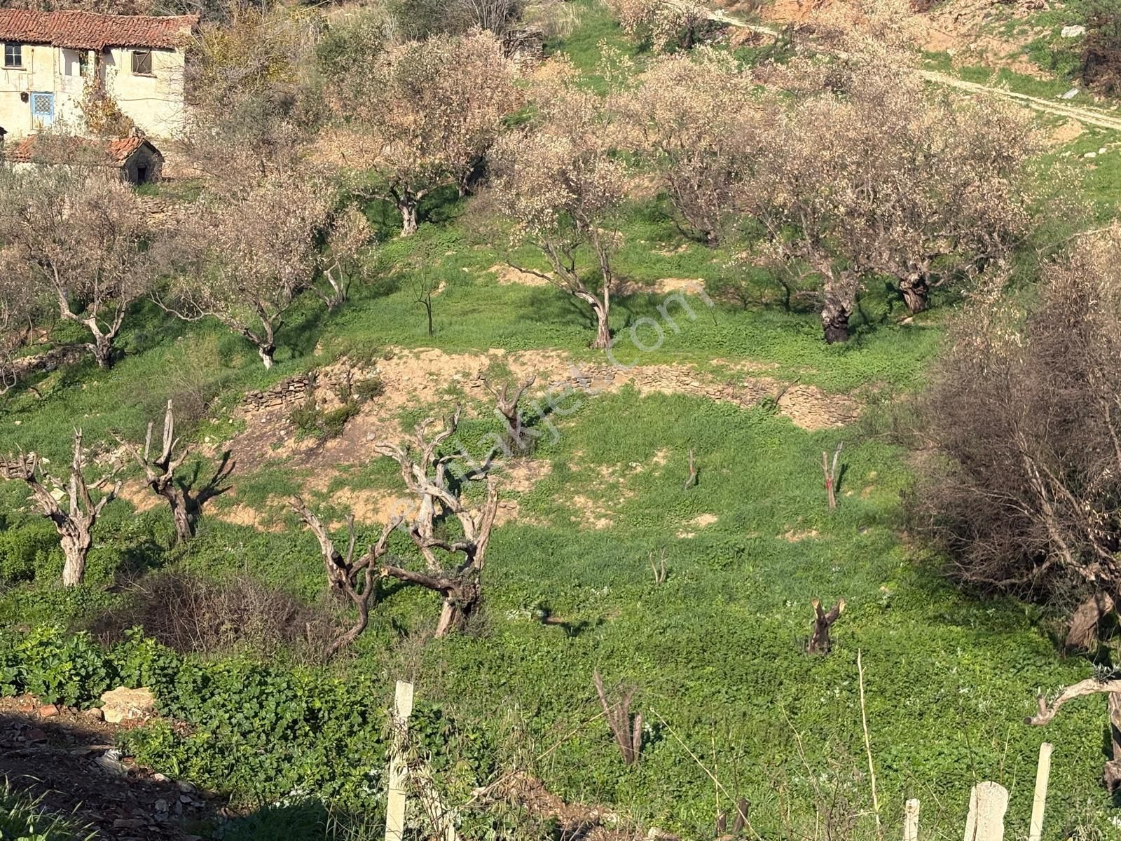 Şahin Gayrimenkul Den Alacalı Köyünde İmarlı Köy İçi Bahçe
