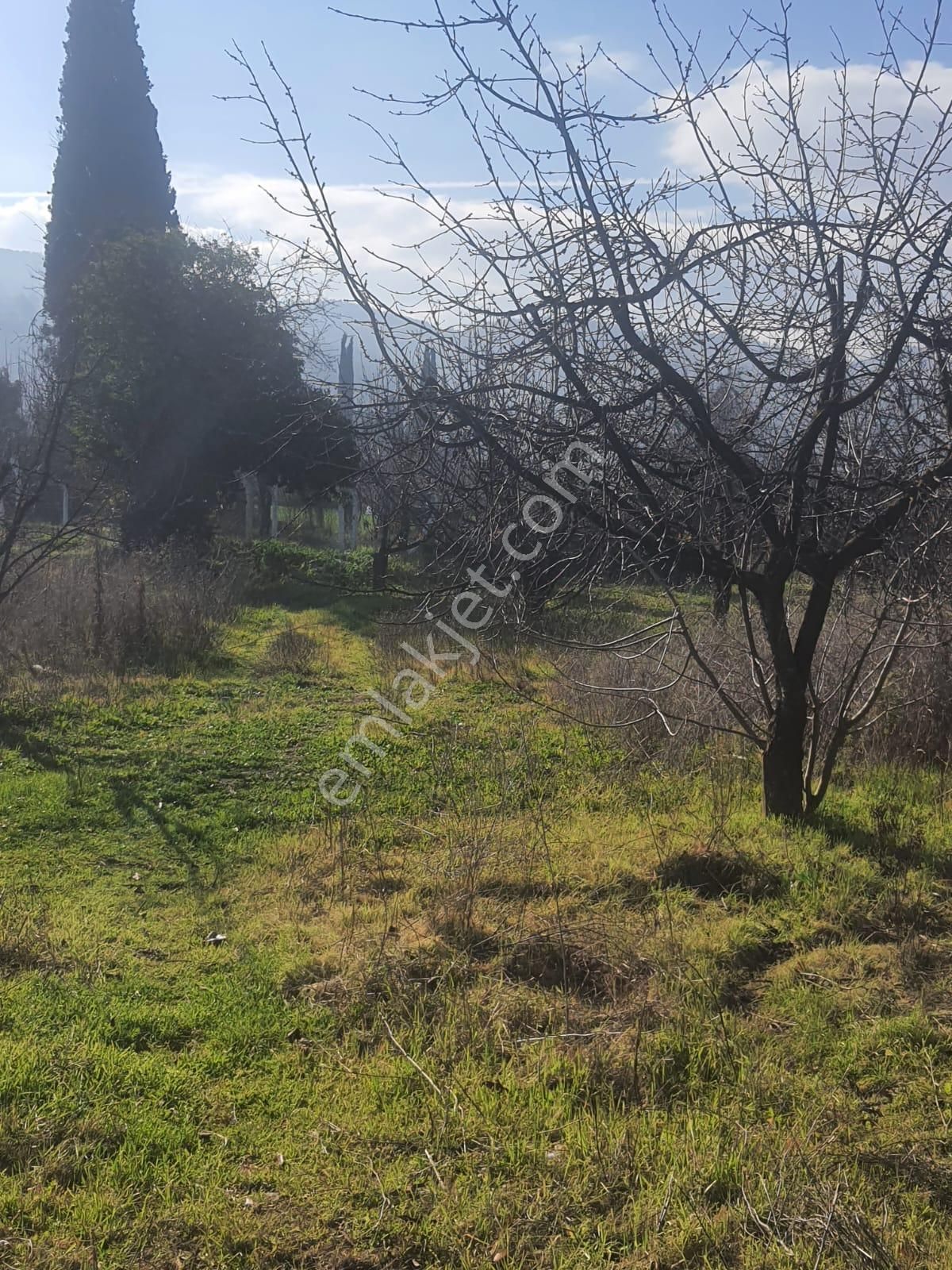 Gökçealan Köyünde Tek Tapu Tarla - Görsel 4