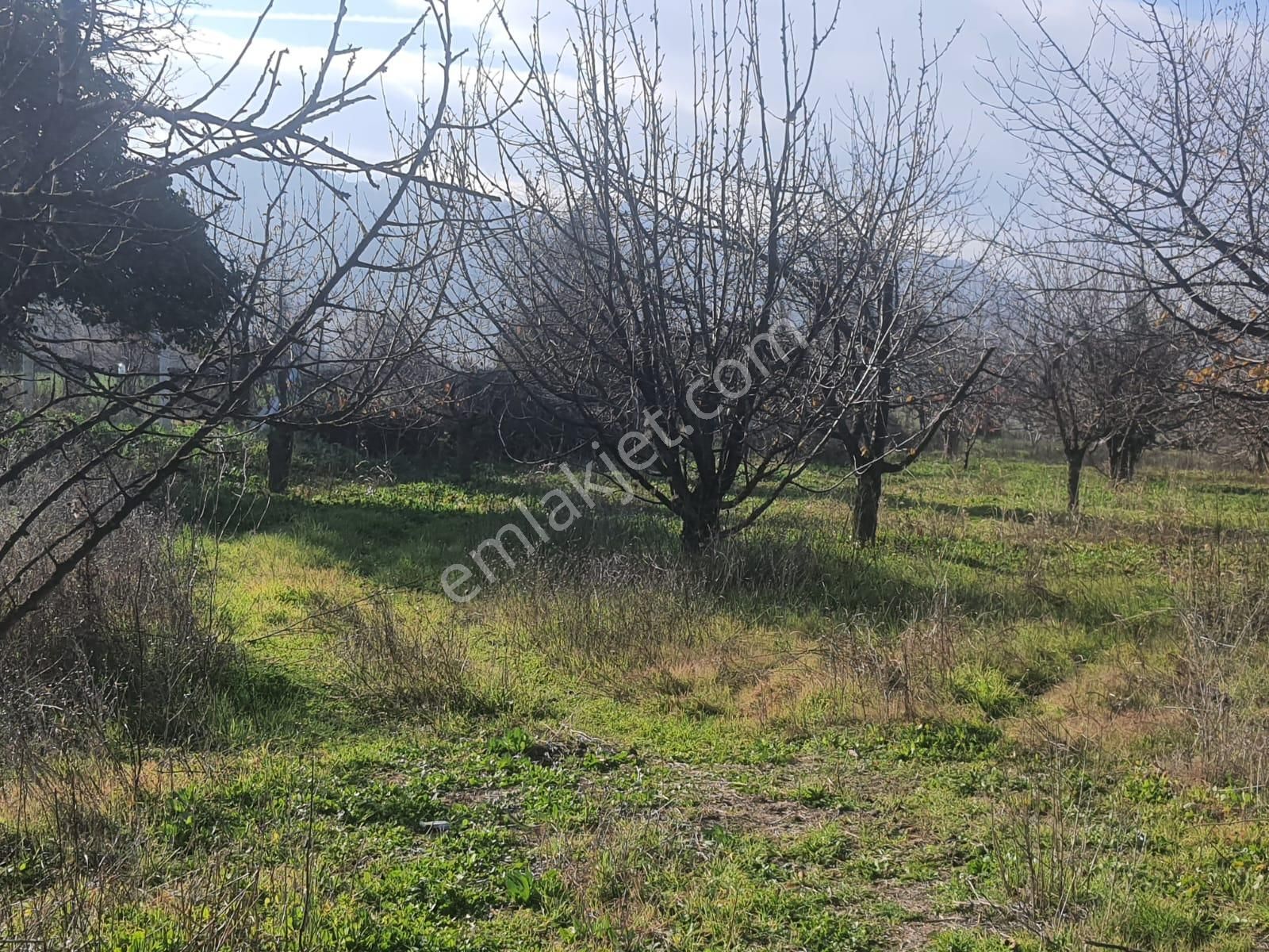 Gökçealan Köyünde Tek Tapu Tarla - Görsel 13