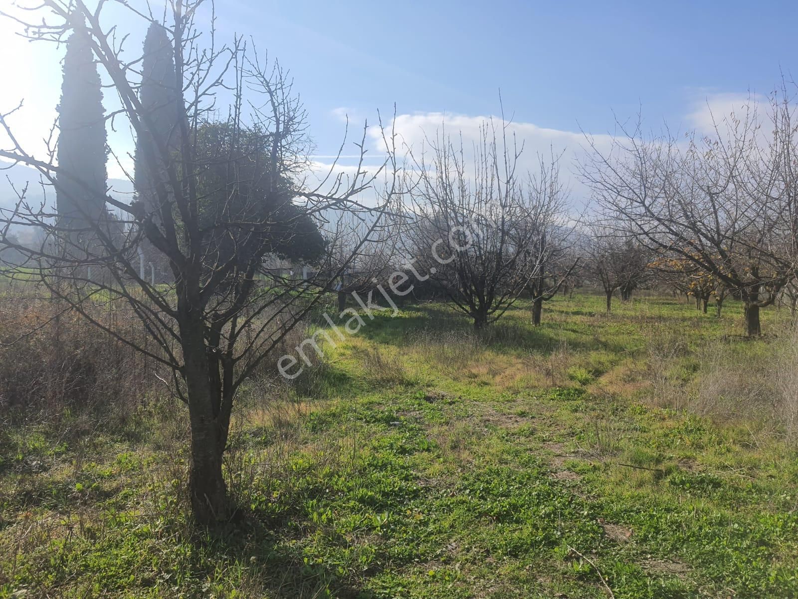 Gökçealan Köyünde Tek Tapu Tarla - Görsel 15