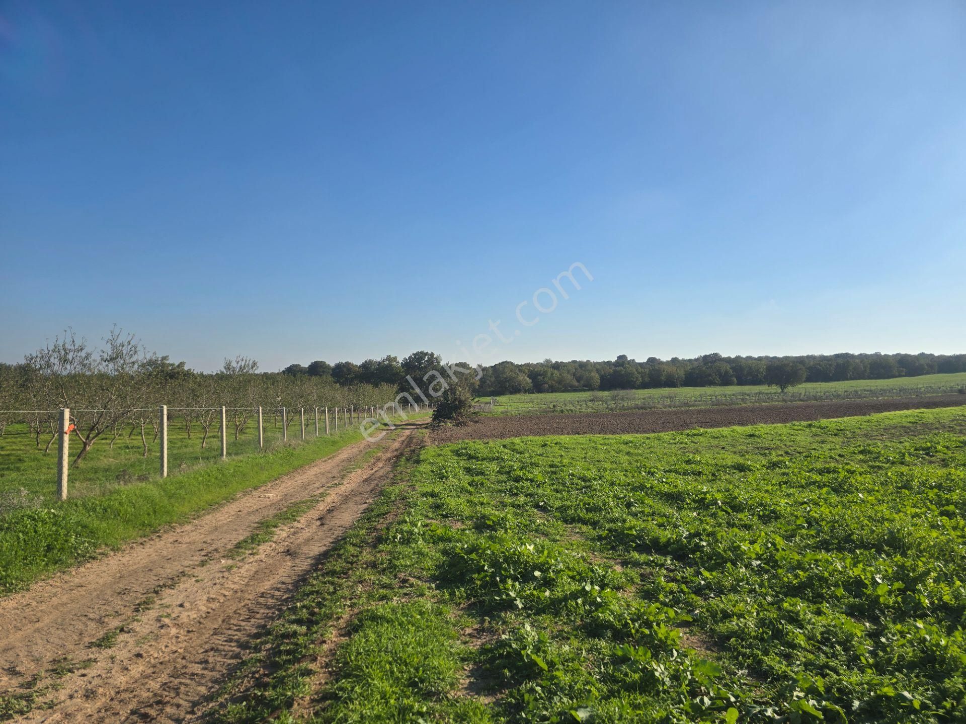 Ezine Mahmudiye'de Kelepir 11800m2 Tarla Han Emlak Otomotiv'den - Görsel 24