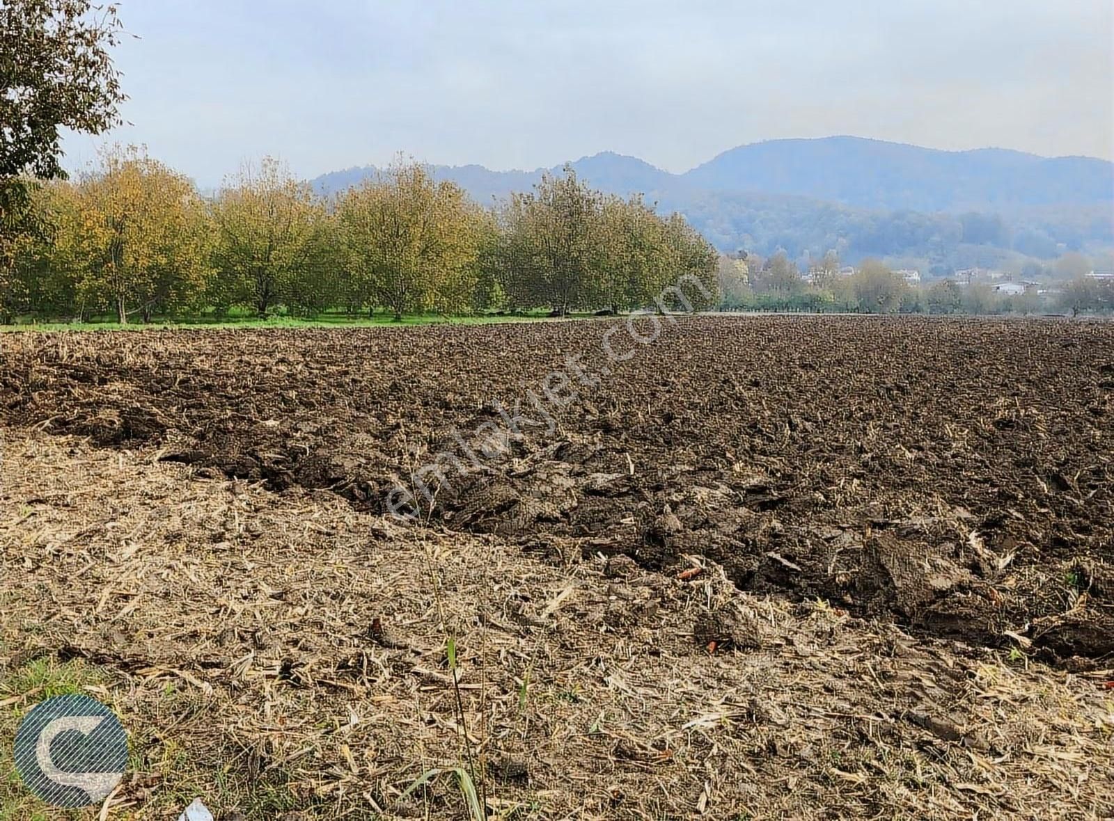 Sakarya Arifiye Çınardibi Satılık Arsa