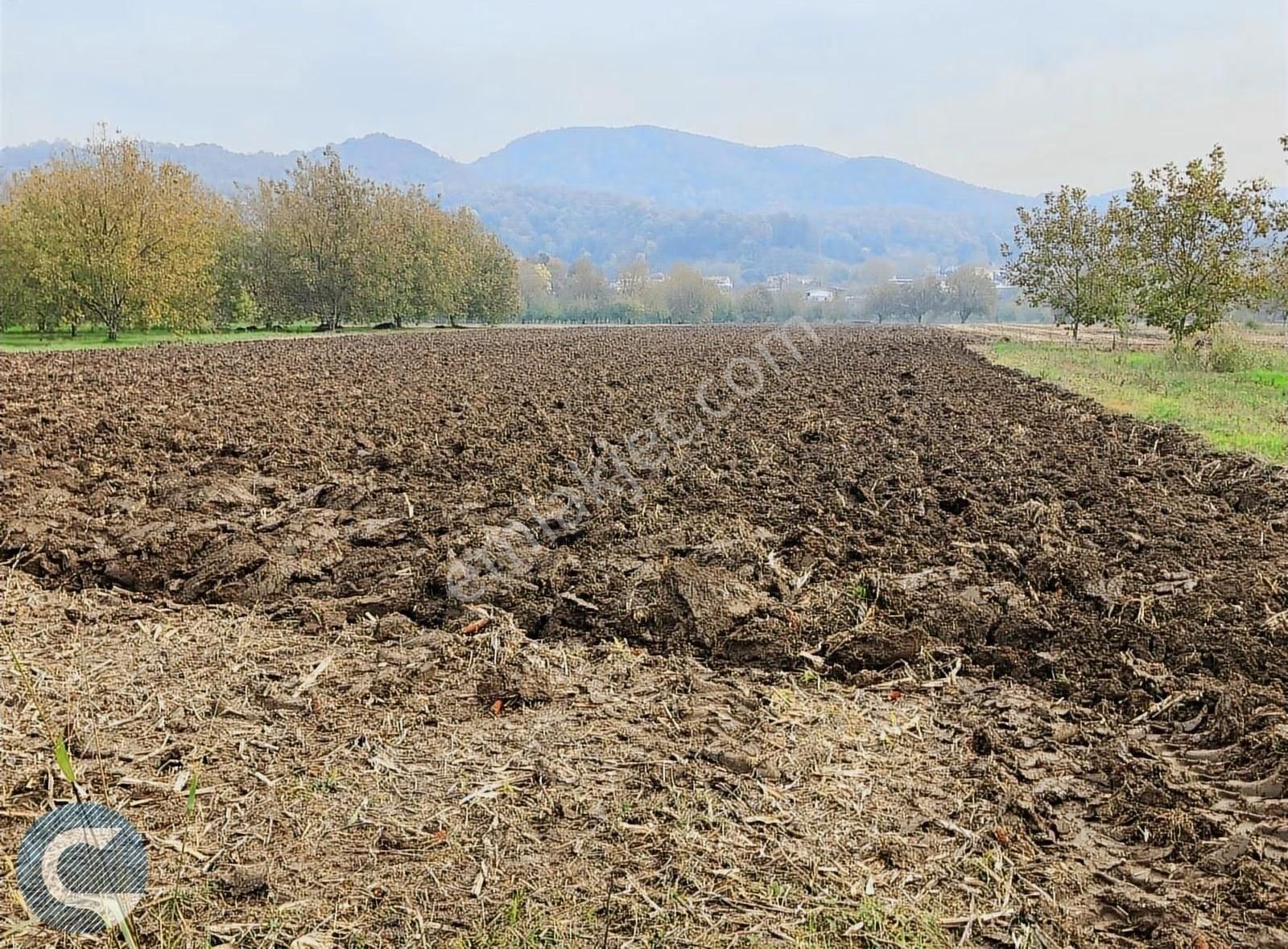 Sakarya Arifiye Çınardibi Satılık Arsa - Görsel 3