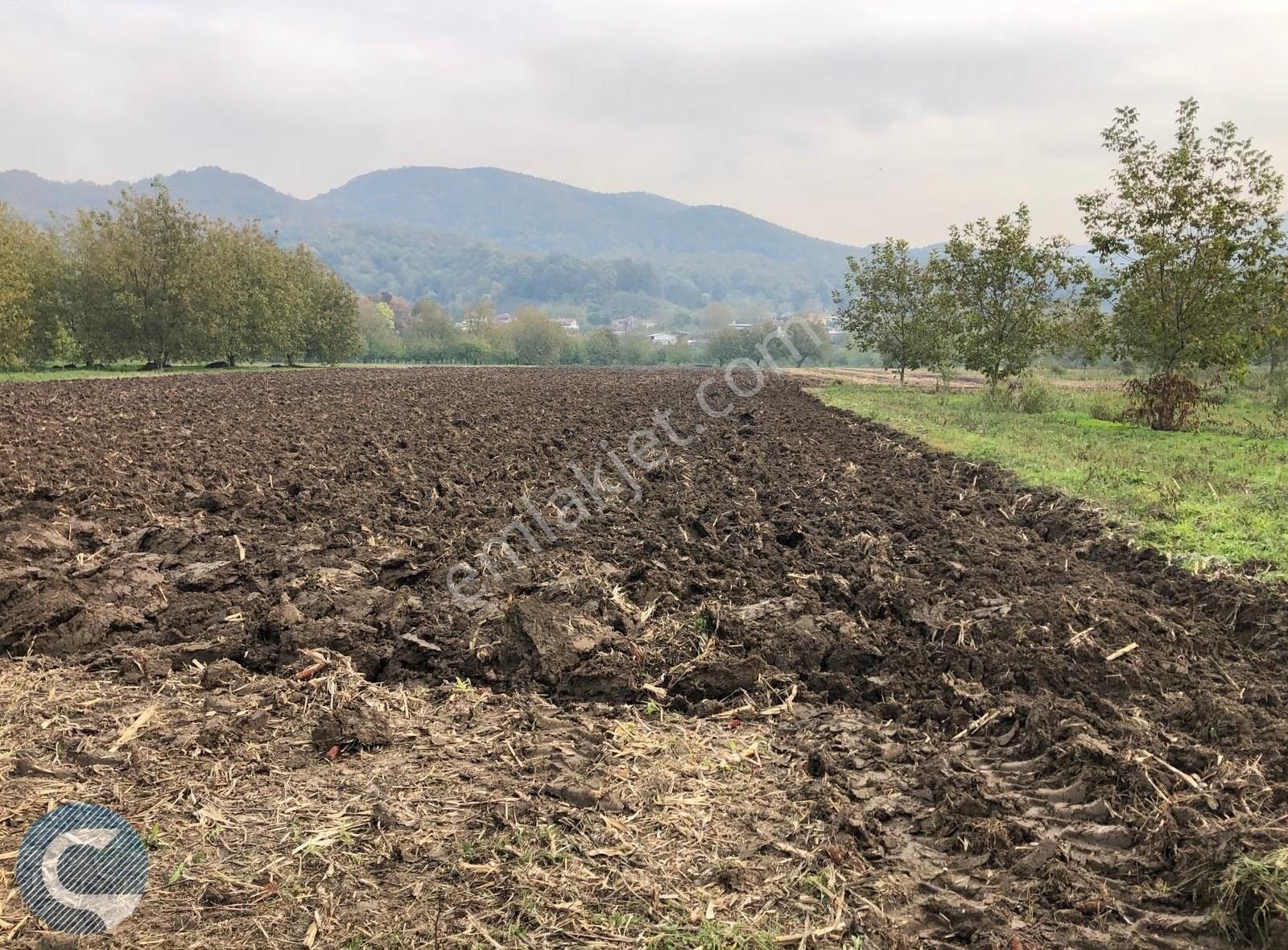 Sakarya Arifiye Çınardibi Satılık Arsa - Görsel 4