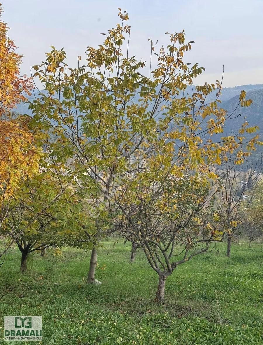 Bursa Nilüfer Gümüştepe 1.788 M2 Bağ Nitelikli Yola Cephe - Görsel 5