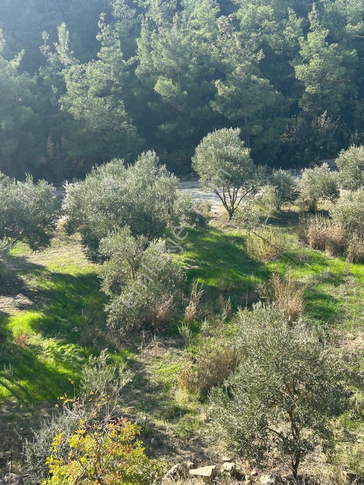14 Dönüm Satılık Zeytinlik - Görsel 15