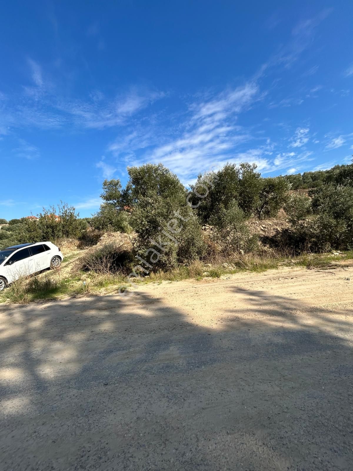 14 Dönüm Satılık Zeytinlik - Görsel 5