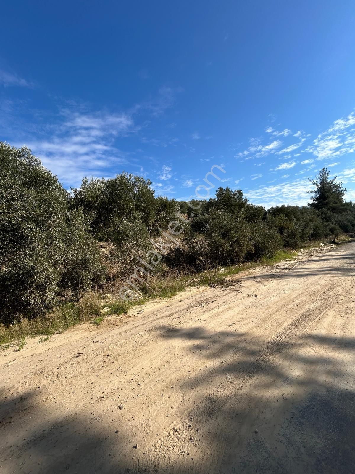 14 Dönüm Satılık Zeytinlik - Görsel 3