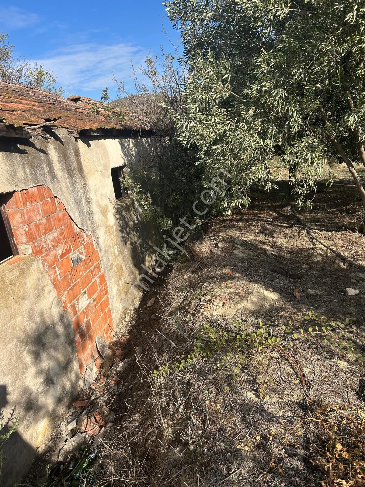 14 Dönüm Satılık Zeytinlik - Görsel 11