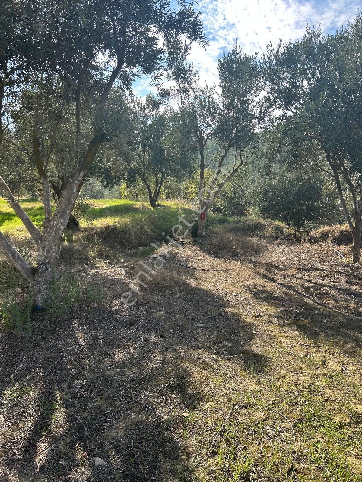 14 Dönüm Satılık Zeytinlik - Görsel 13
