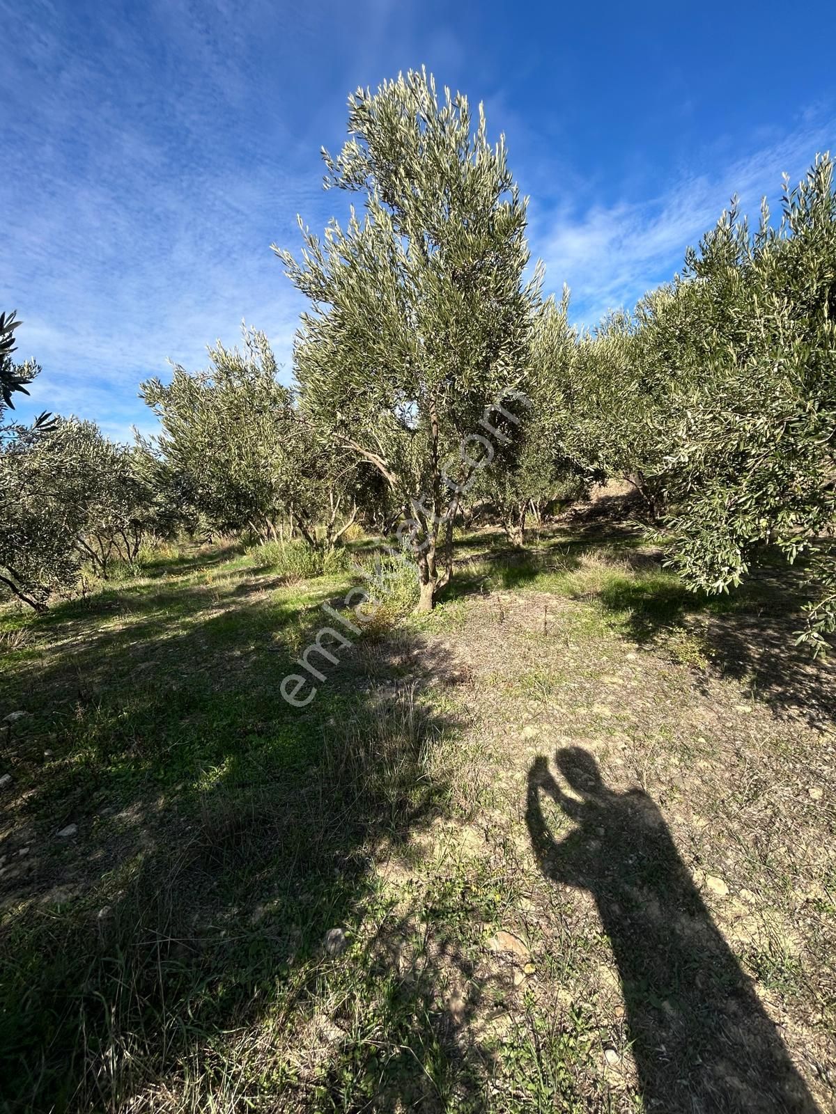 14 Dönüm Satılık Zeytinlik - Görsel 14