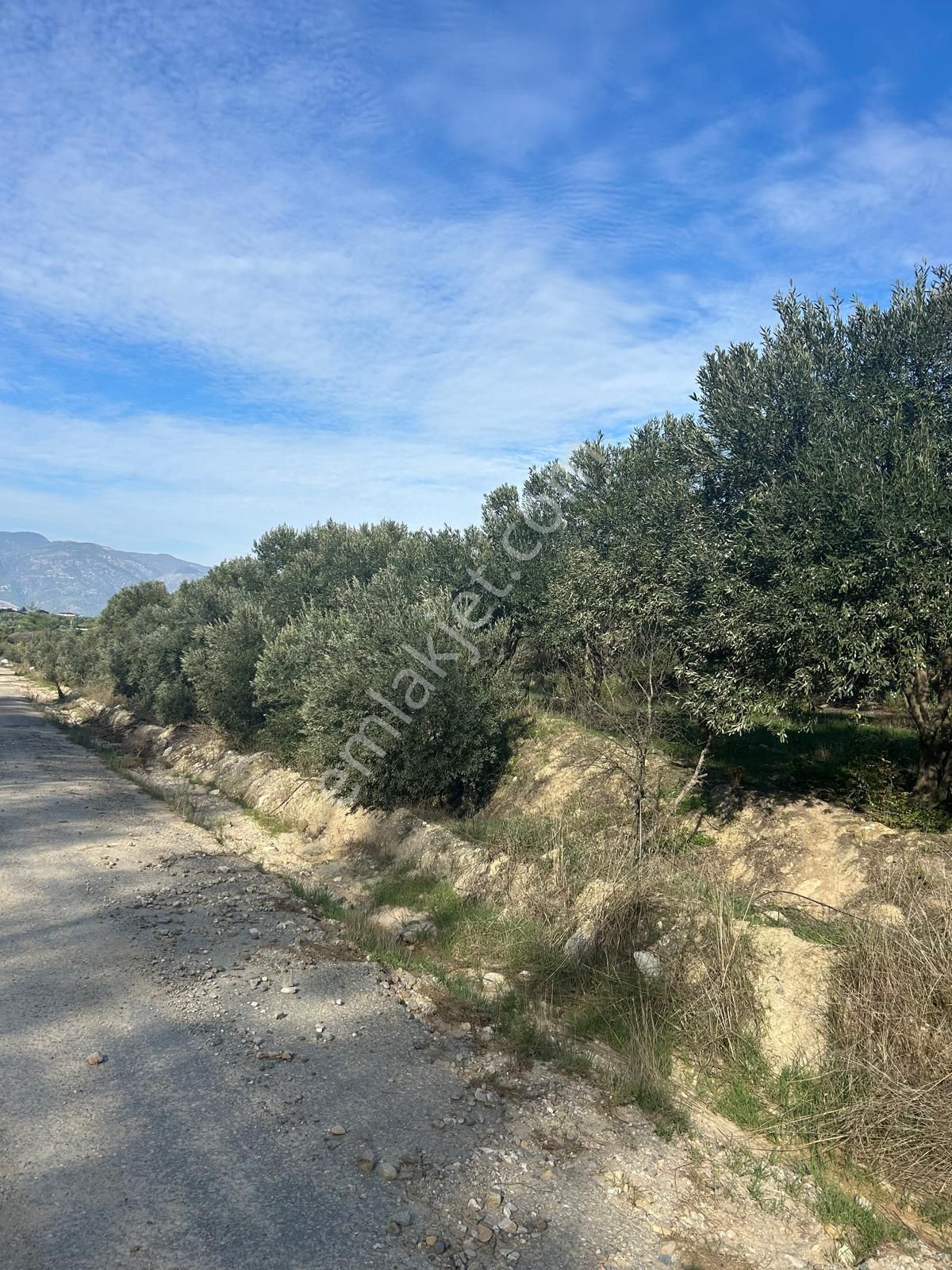 14 Dönüm Satılık Zeytinlik - Görsel 4