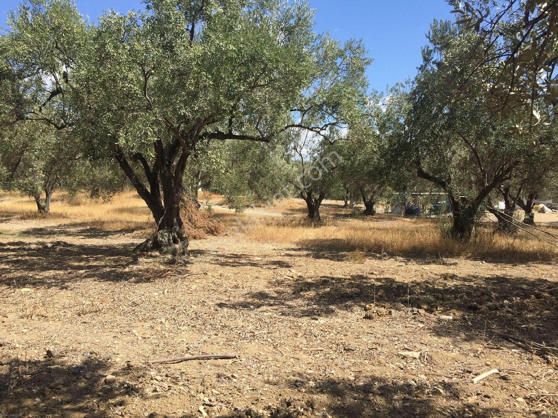 Acele Satılık Zeytinlık - Görsel 7
