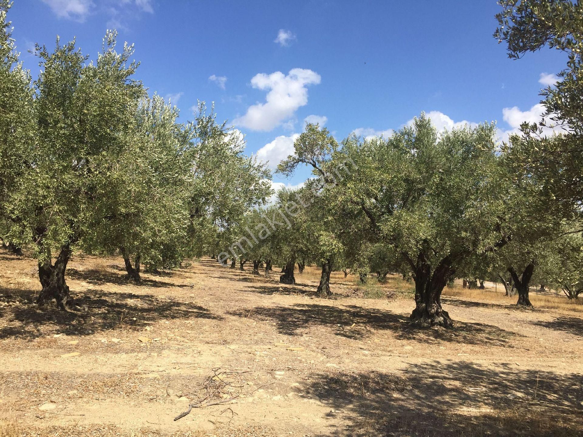 Acele Satılık Zeytinlık - Görsel 9