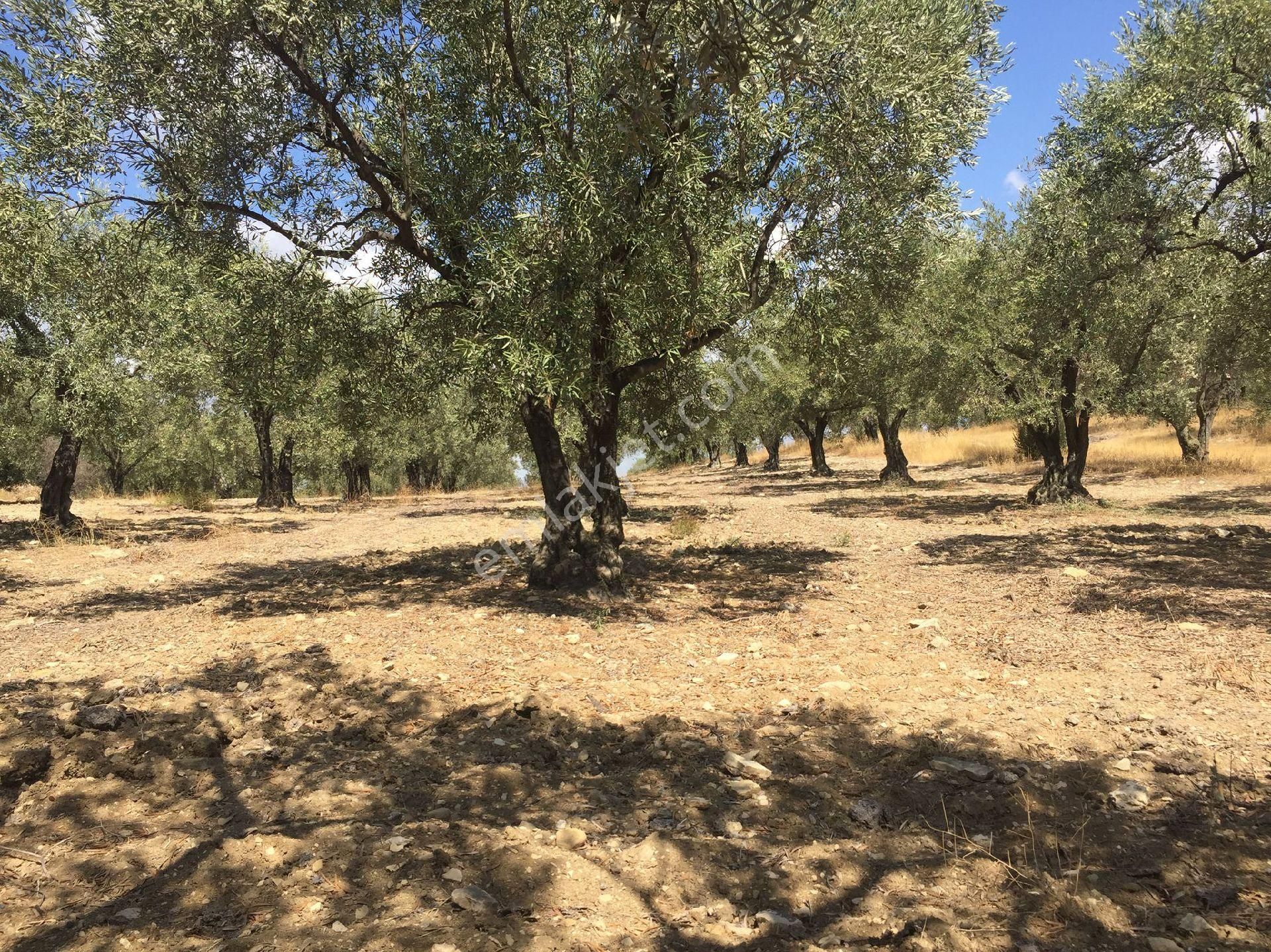 Acele Satılık Zeytinlık - Görsel 8