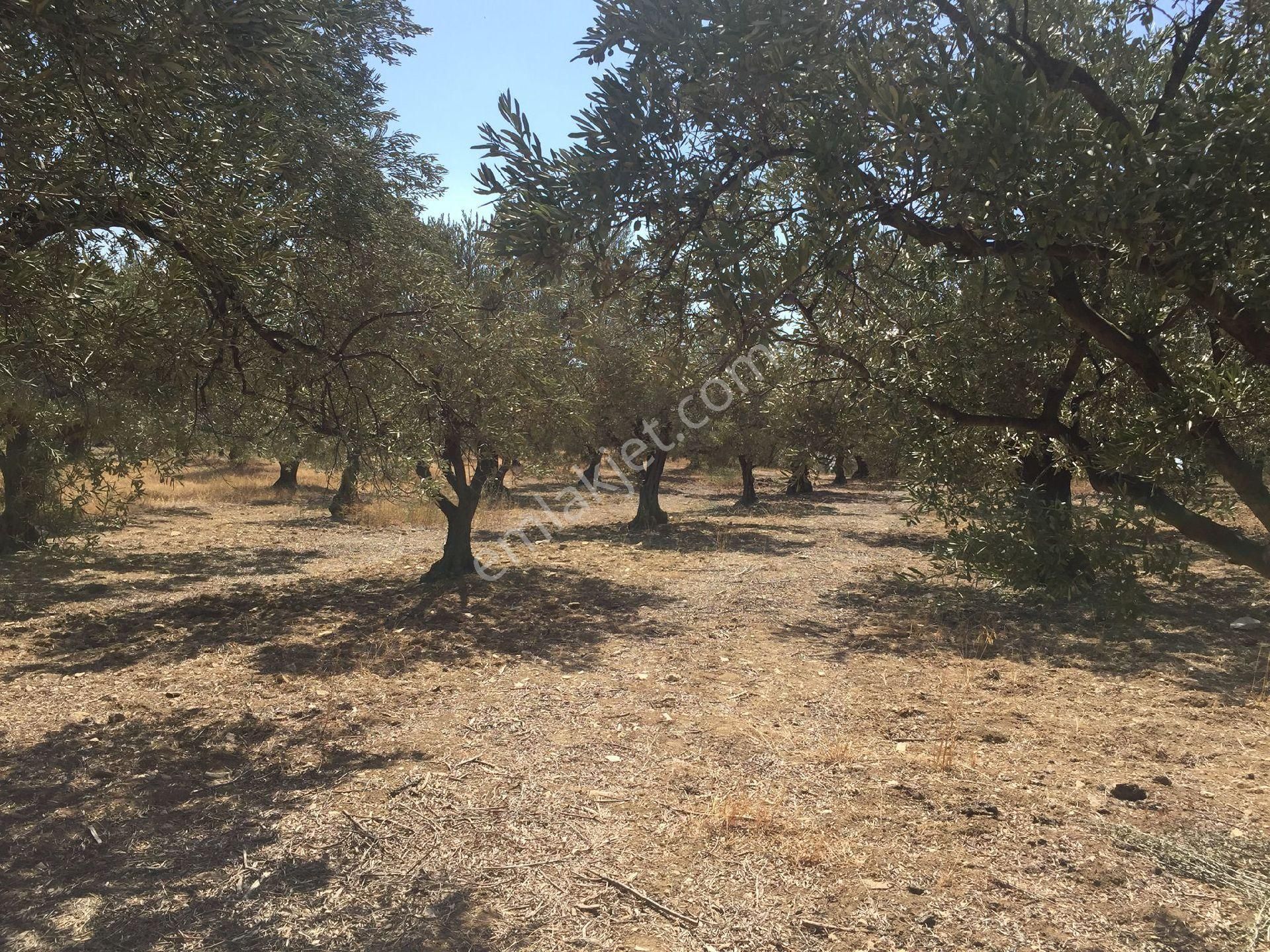 Acele Satılık Zeytinlık - Görsel 6