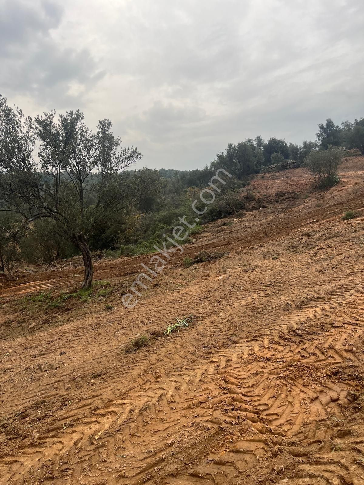 Bergama Osb Yakını – Tek Tapu – Su Potansiyelli Zeytinlik - Görsel 5