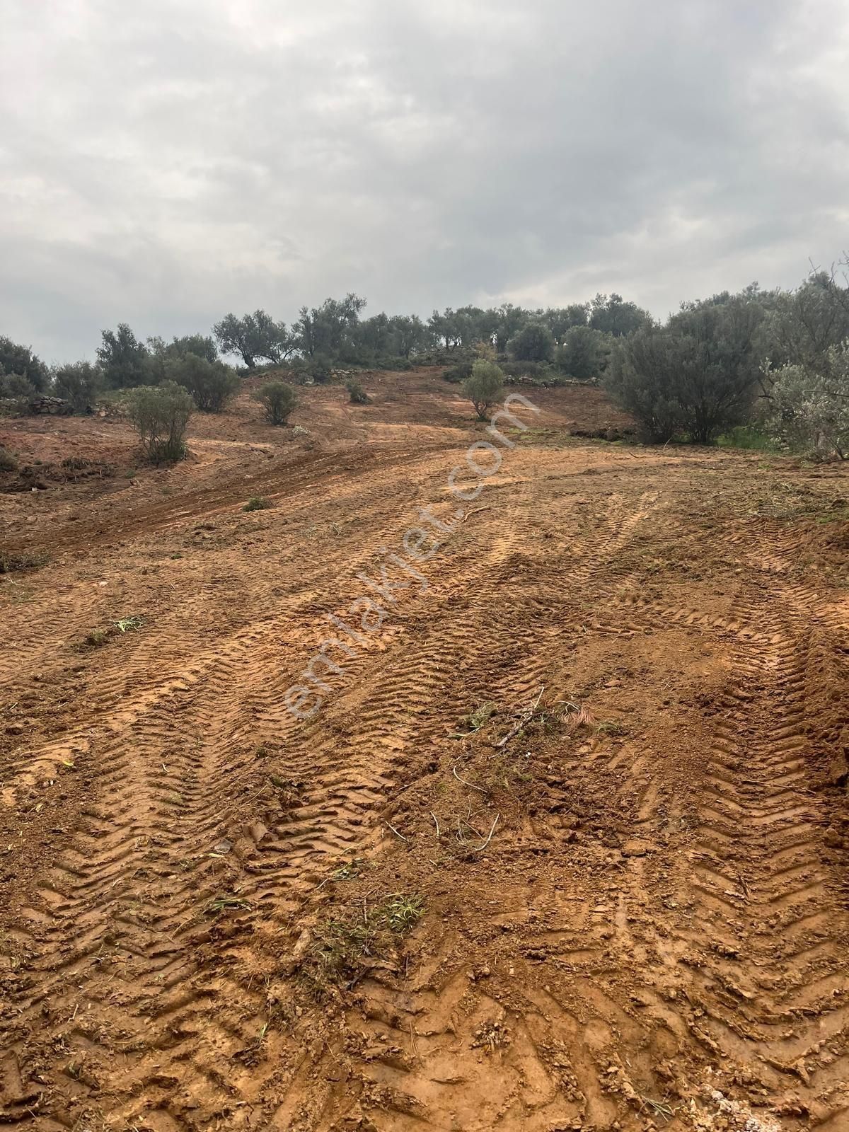Bergama Osb Yakını – Tek Tapu – Su Potansiyelli Zeytinlik - Görsel 4