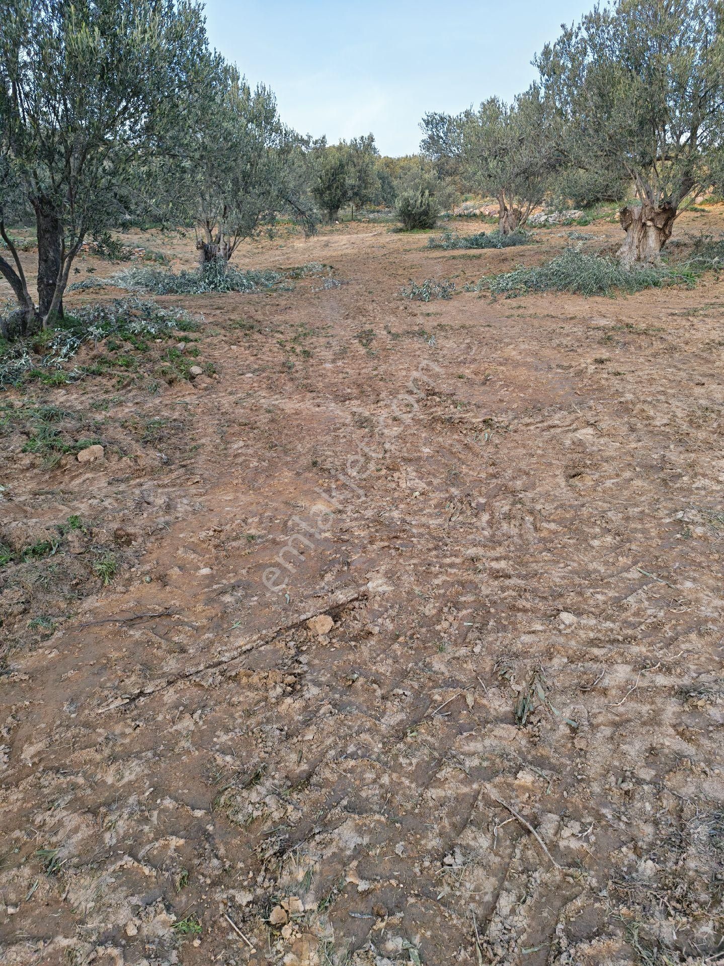 Bergama Osb Yakını – Tek Tapu – Su Potansiyelli Zeytinlik