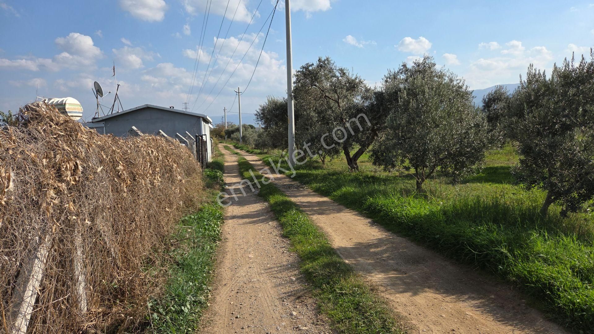 Kemalpaşa Armutlu'da Ankara Yoluna Yakın 800m2 Bağ Bahçe - Görsel 4