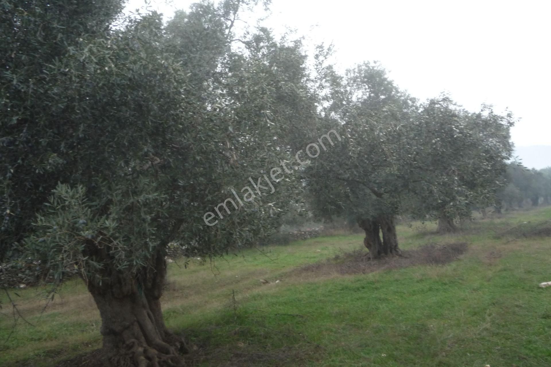 İzmir Torbalı Gold Emlaktan Zeytinovada Satılık Zeytin Bahçesi