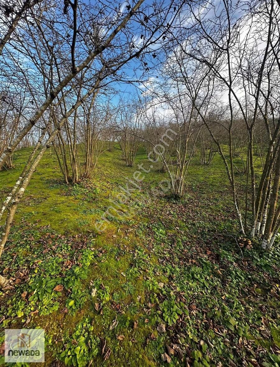 Karasu Darıçayırı'nda Manzaralı Anayola Cephe Fındık Bahçesi - Görsel 4