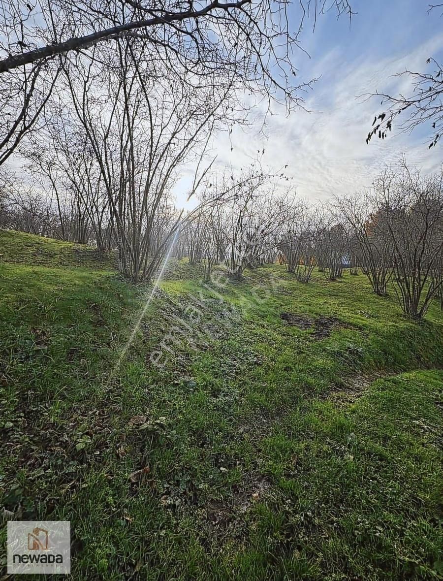 Karasu Darıçayırı'nda Manzaralı Anayola Cephe Fındık Bahçesi - Görsel 8