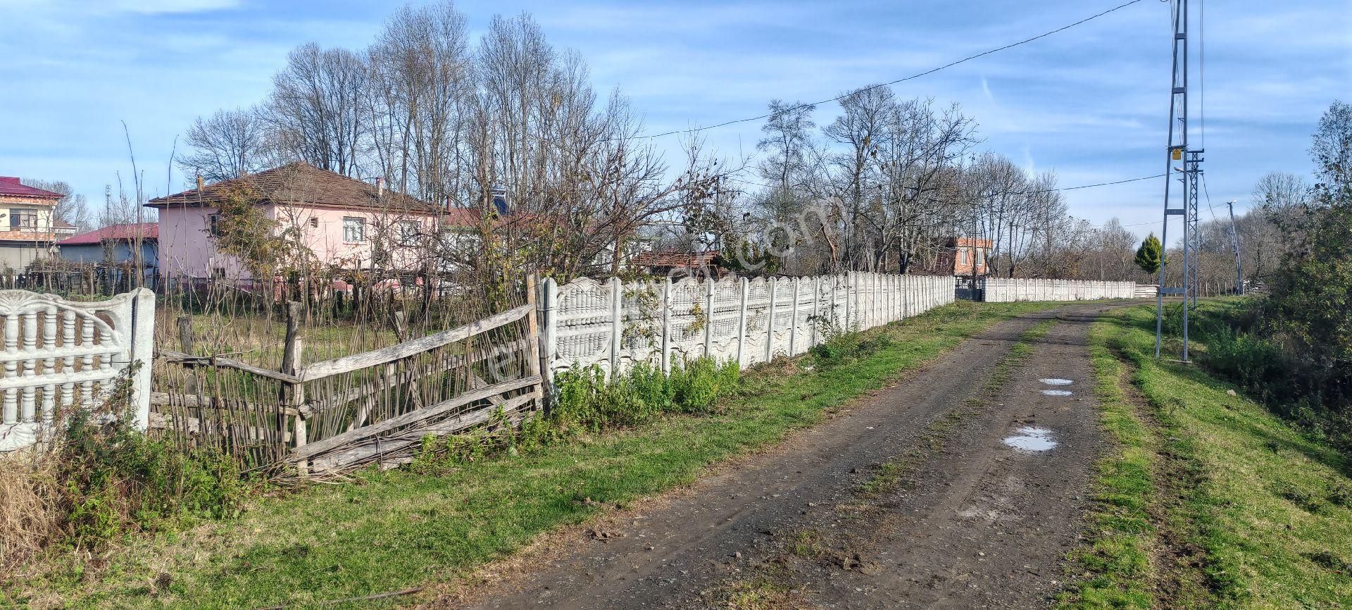Samsun Terme Gundogdu Köyü Merkezinde Geniş Yol Cepheli Satilik Cakılsak Fındık Bahcesı - Görsel 4