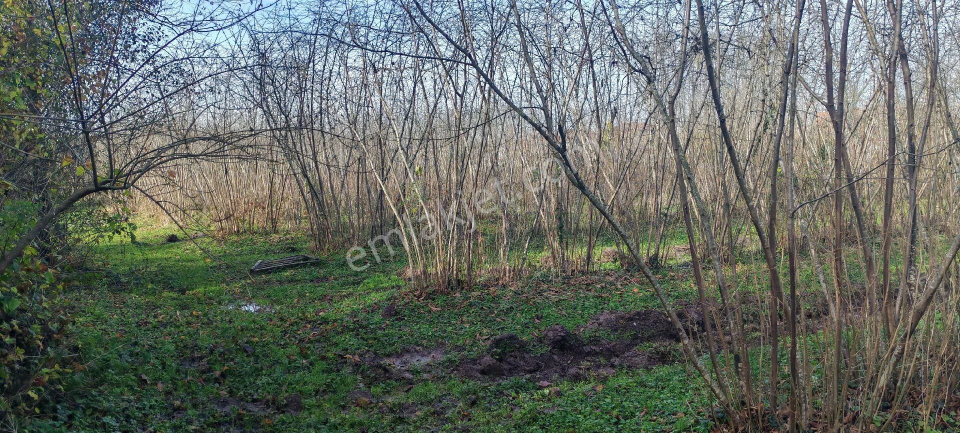 Samsun Terme Gundogdu Köyü Merkezinde Geniş Yol Cepheli Satilik Cakılsak Fındık Bahcesı - Görsel 10