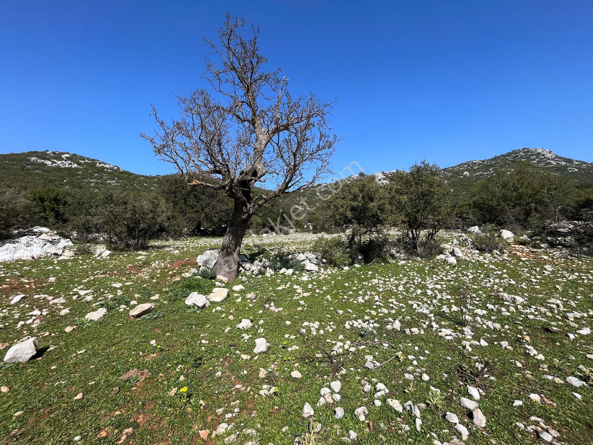 Joker: Marmaris Söğüt Yatırıma Uygun Resmi Yolu Olan Satılık Tarla - Görsel 4