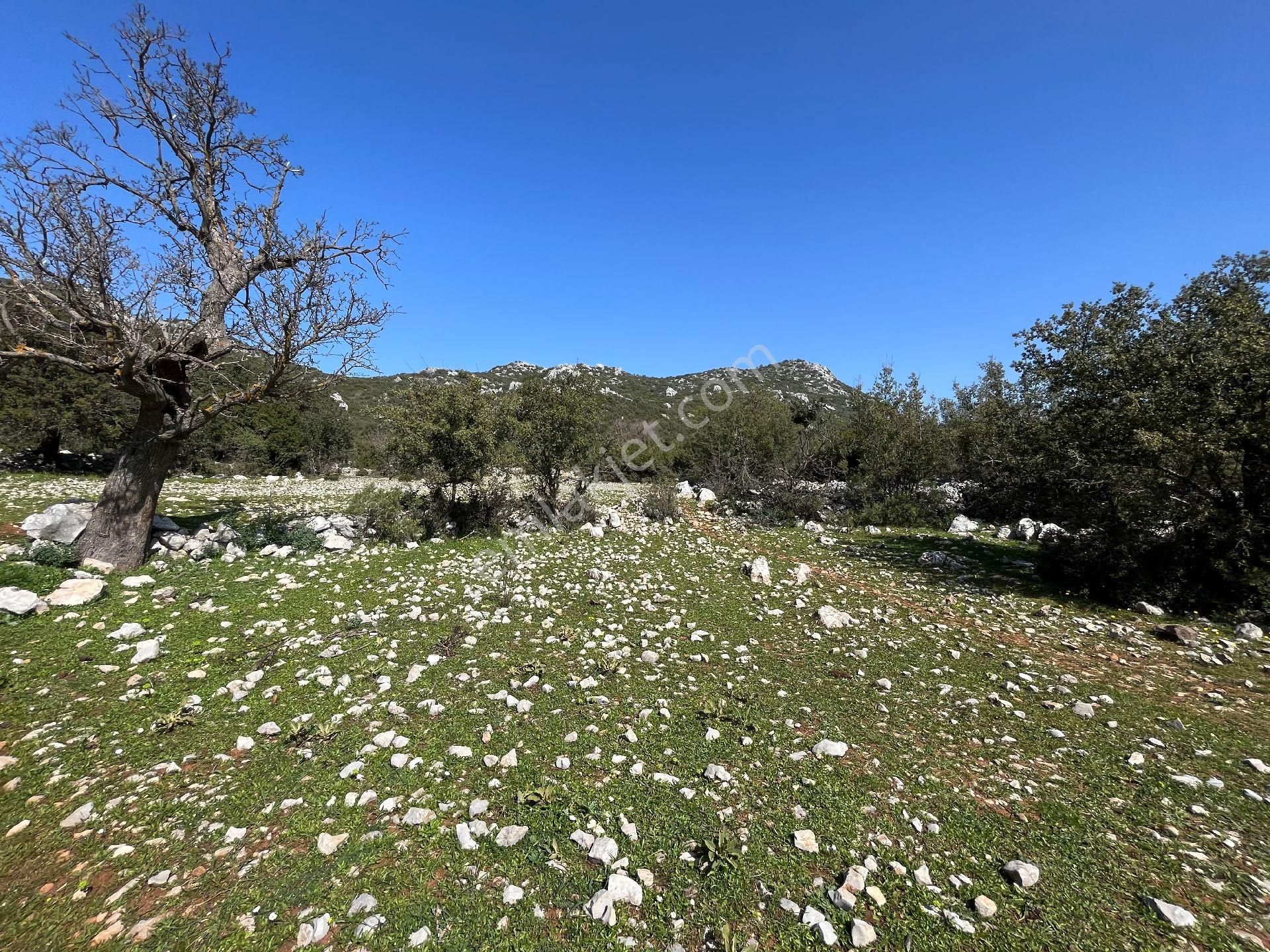 Joker: Marmaris Söğüt Yatırıma Uygun Resmi Yolu Olan Satılık Tarla - Görsel 3