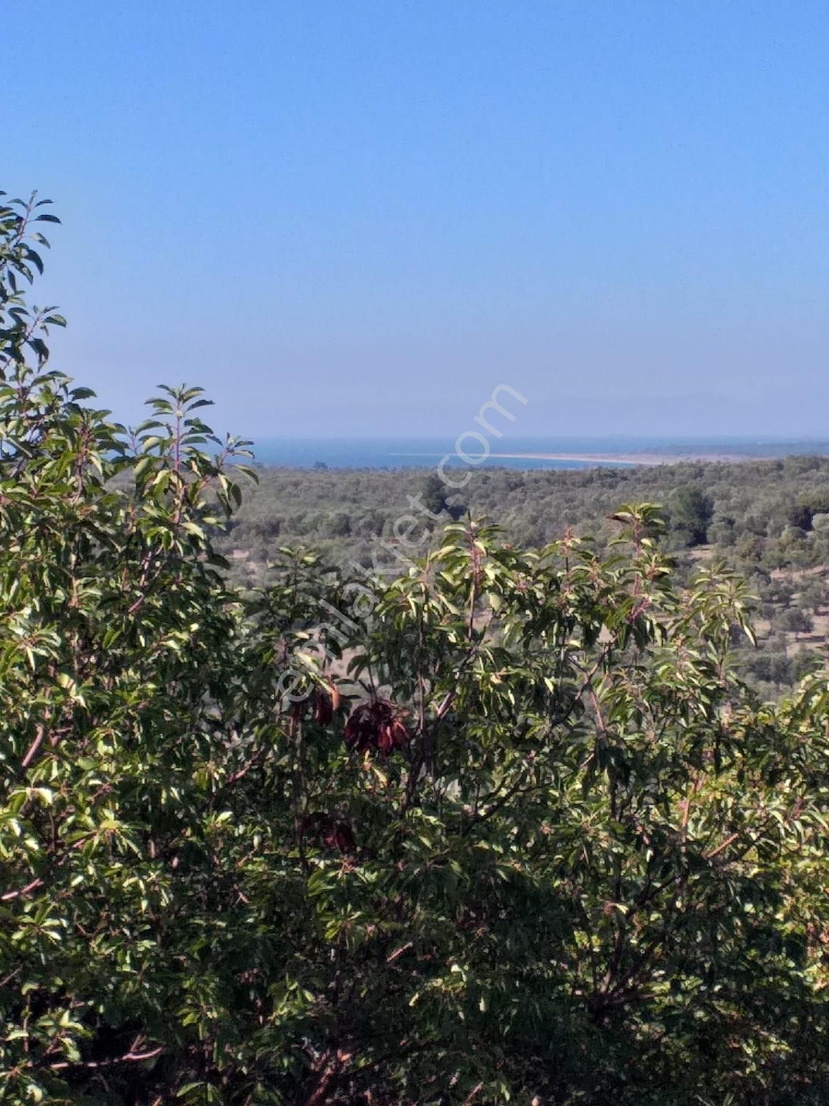 Çanakkale Ezine Kemallı'da Satılık 3594 M2 Zeytinlik - Görsel 10