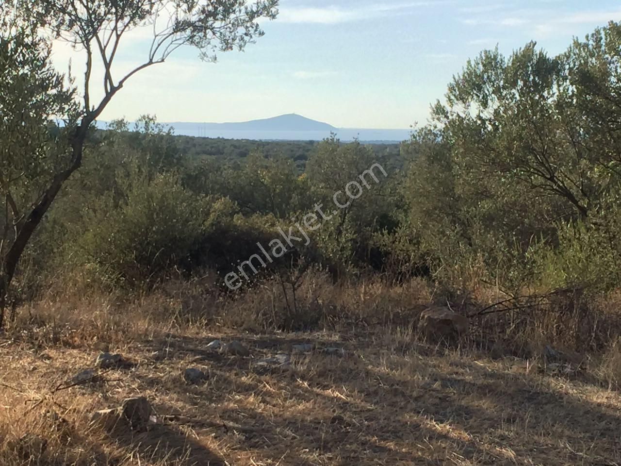 Çanakkale Ezine Kemallı'da Satılık 3594 M2 Zeytinlik - Görsel 2