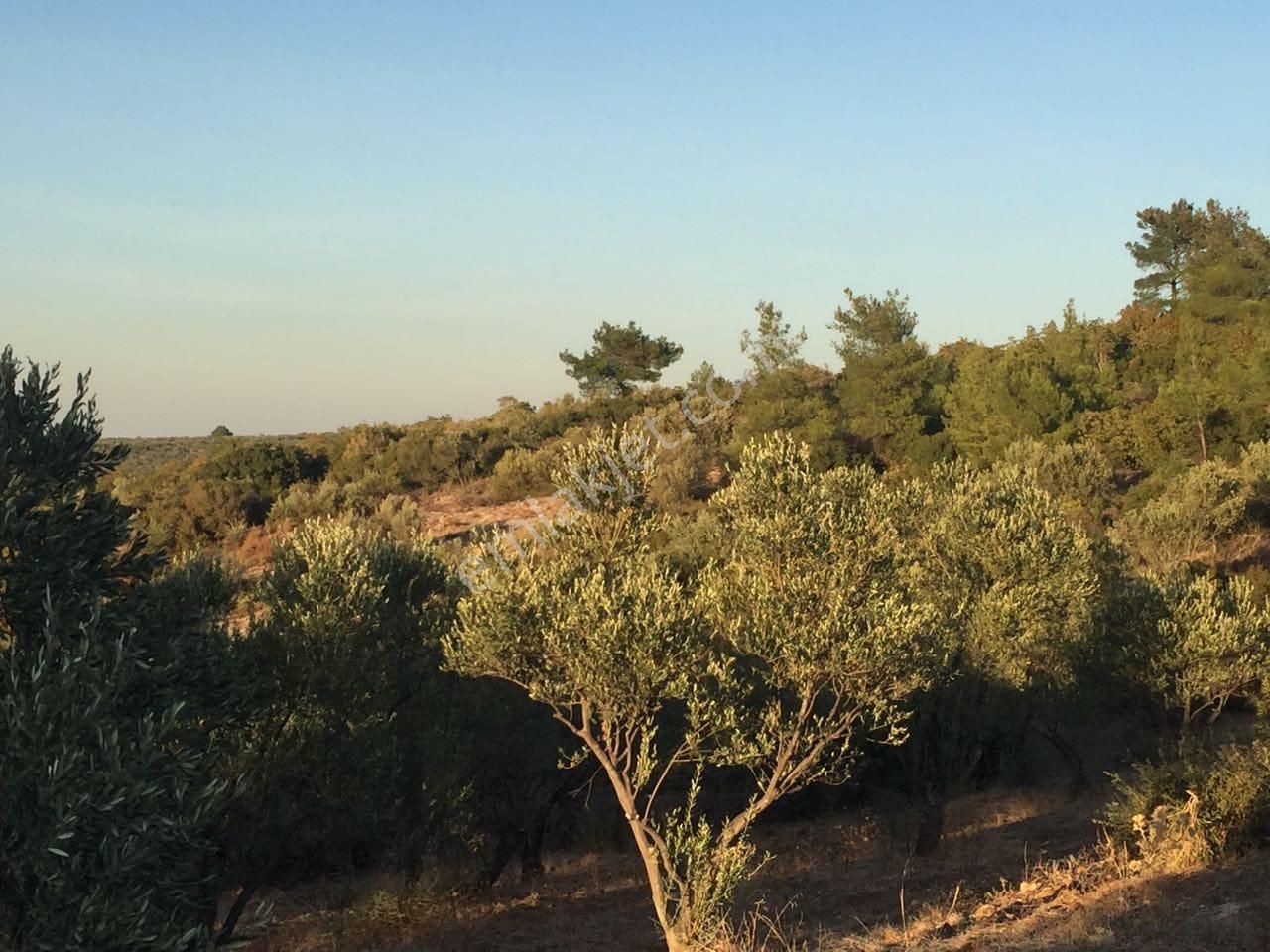 Çanakkale Ezine Kemallı'da Satılık 3594 M2 Zeytinlik - Görsel 3