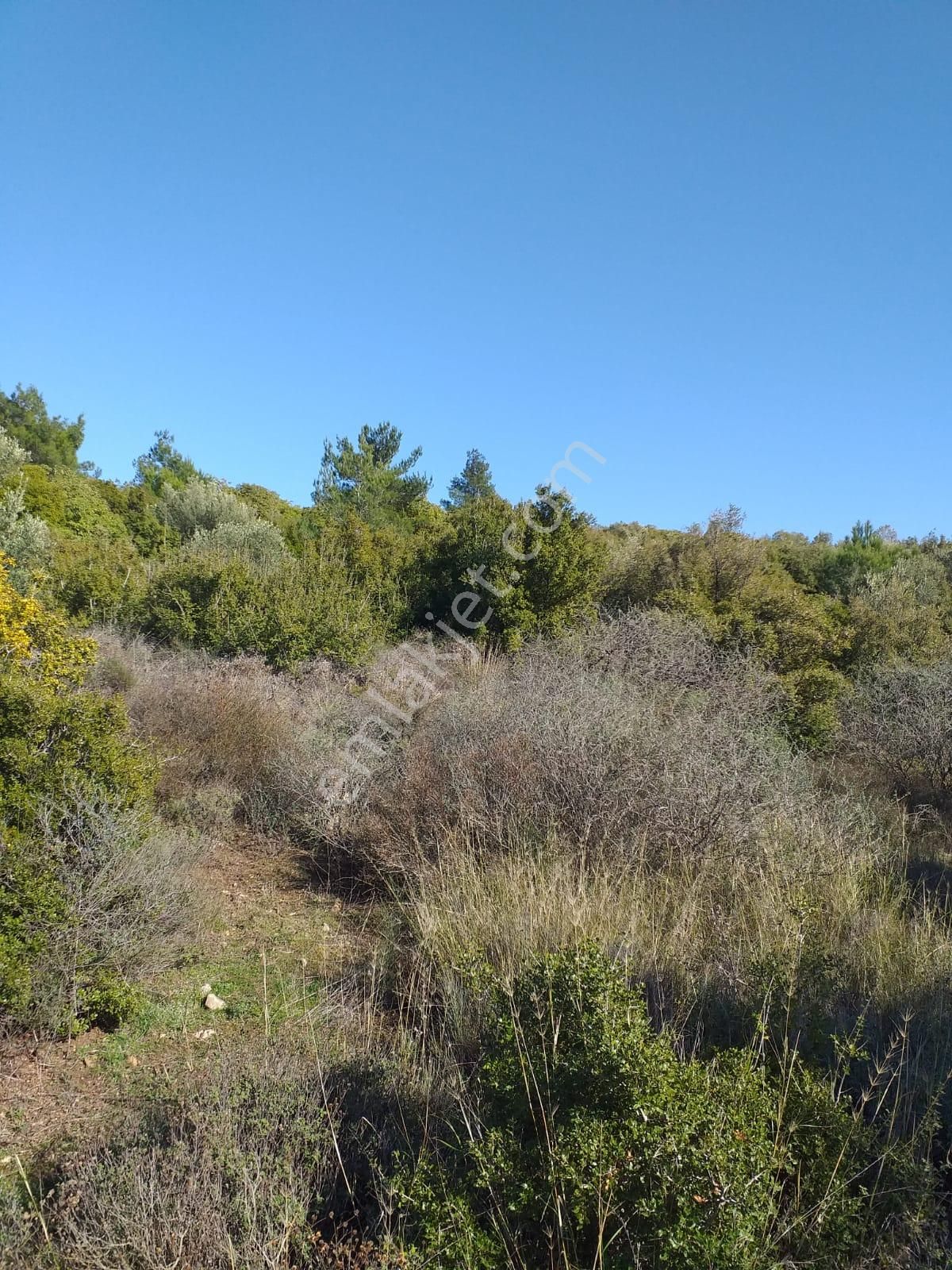 Çanakkale Ezine Kemallı'da Satılık 3594 M2 Zeytinlik - Görsel 13