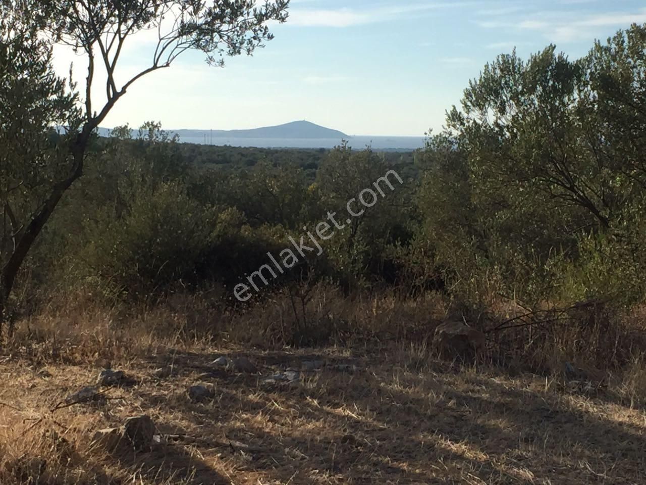 Çanakkale Ezine Kemallı'da Satılık 3594 M2 Zeytinlik - Görsel 6