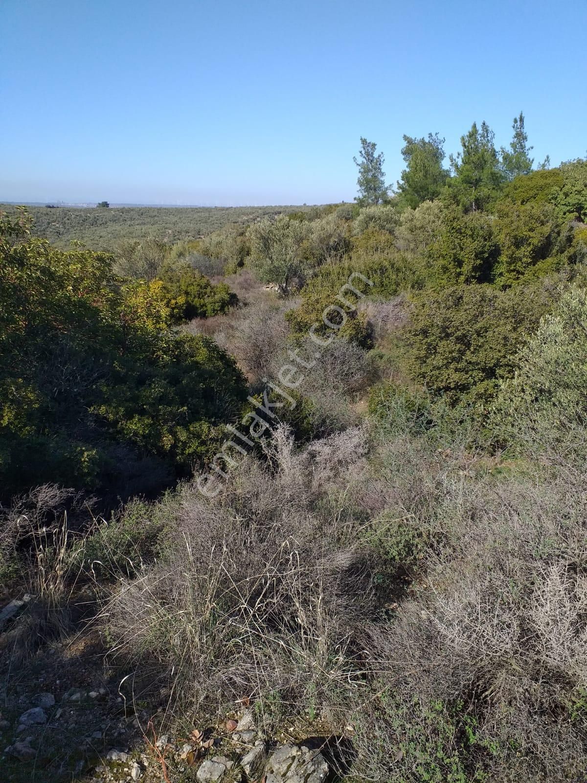 Çanakkale Ezine Kemallı'da Satılık 3594 M2 Zeytinlik - Görsel 5